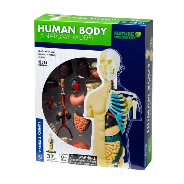 Žmogaus kūno anatomijos modelis