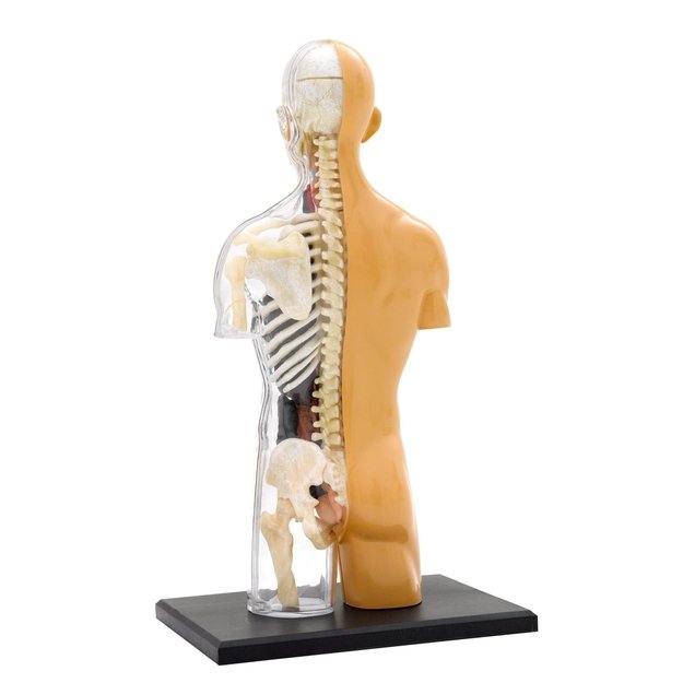 Žmogaus kūno anatomijos modelis 1